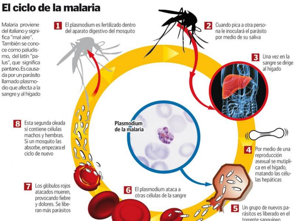 ciclo de la malaria